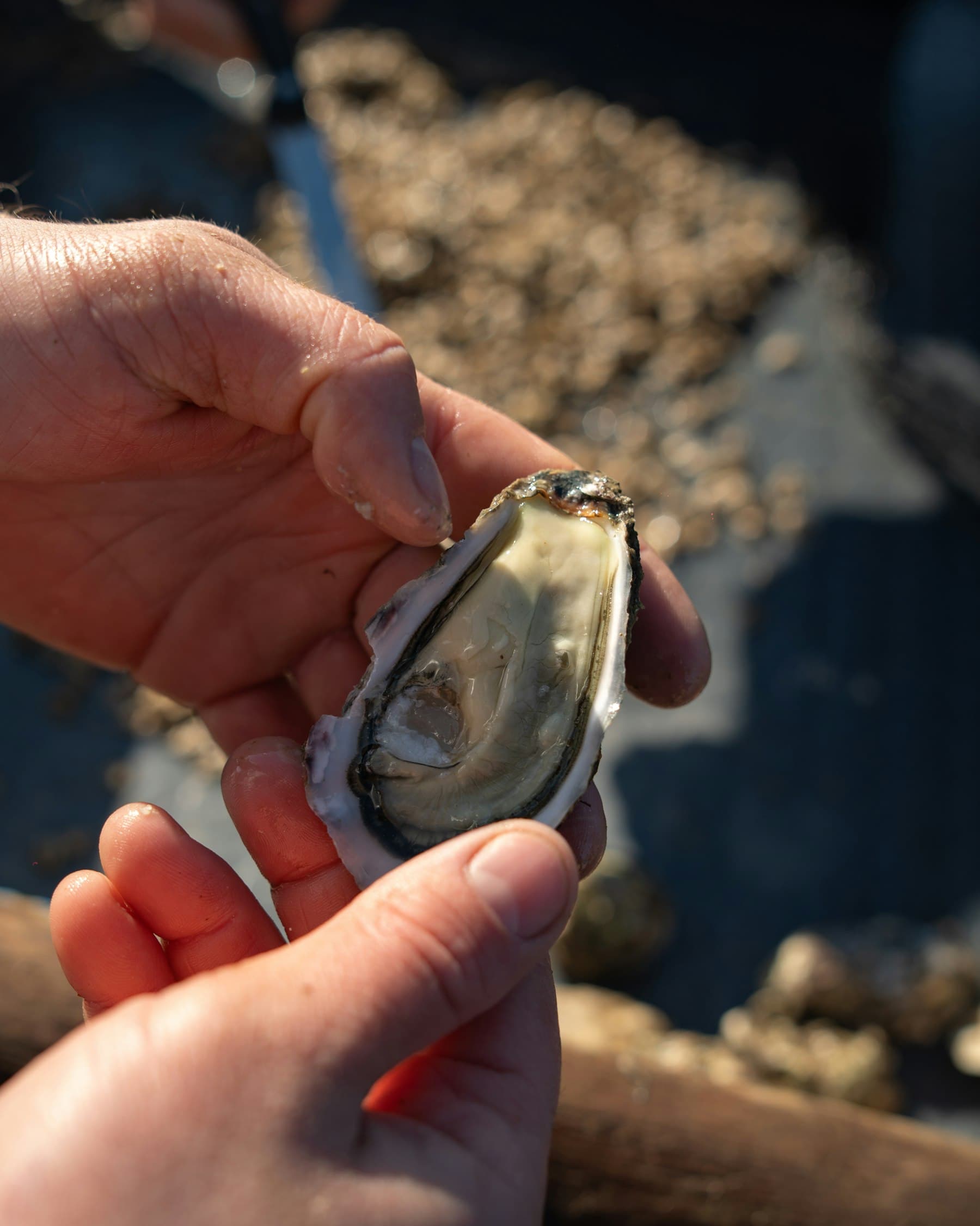 Hands opening an oyster