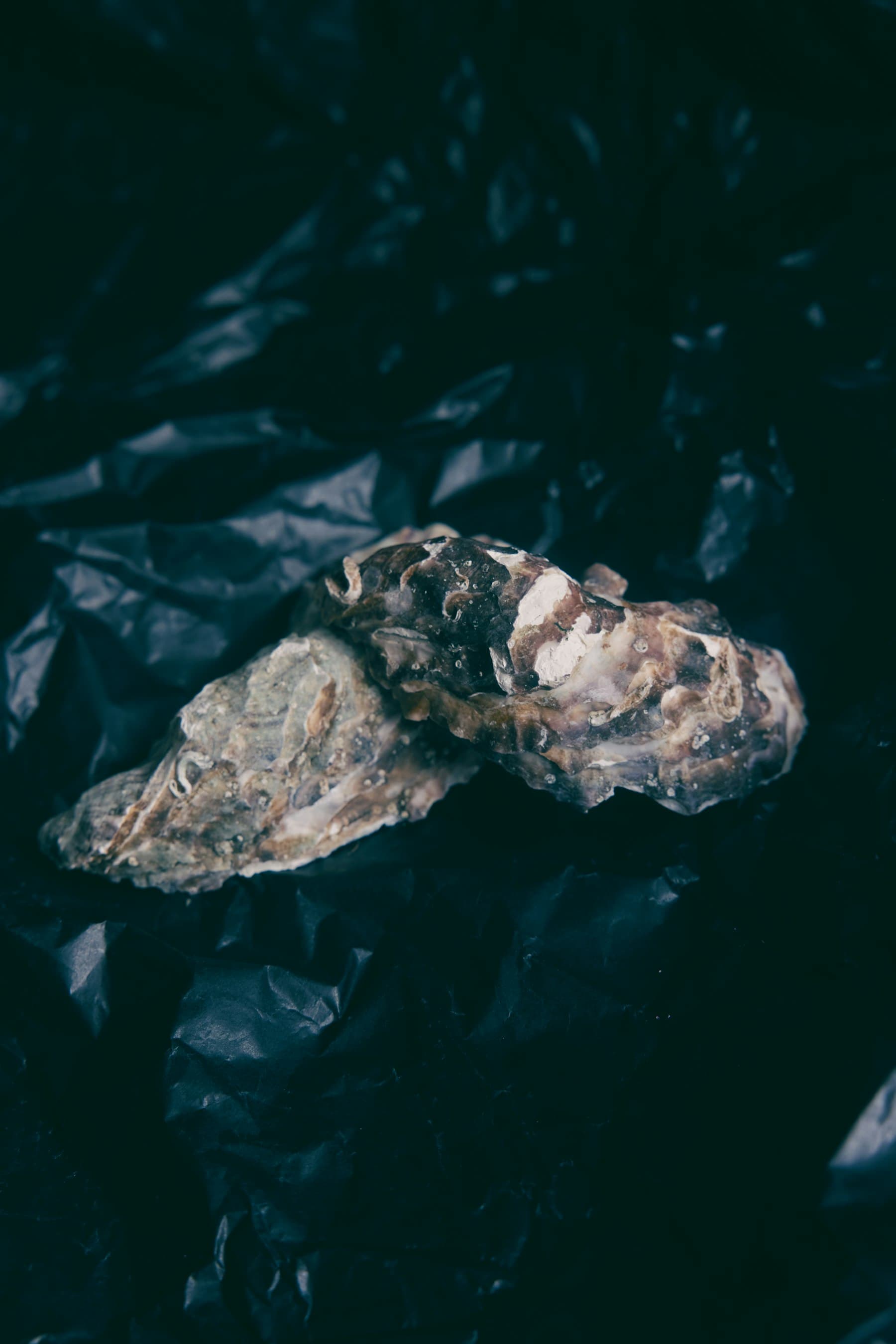 Zeeland oyster